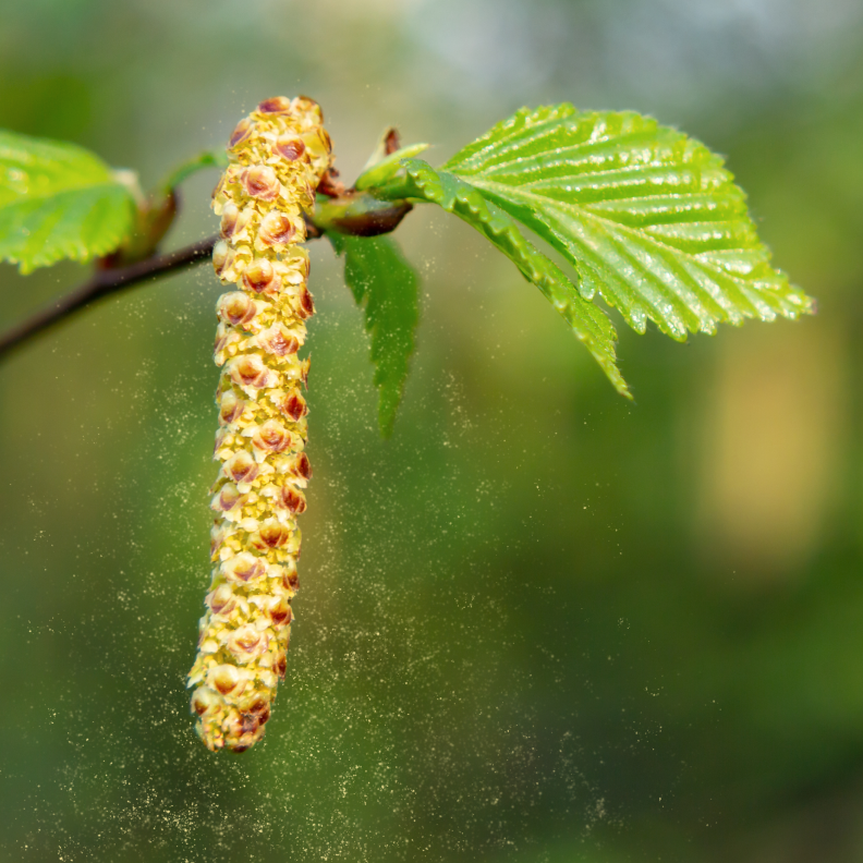 antihistamini